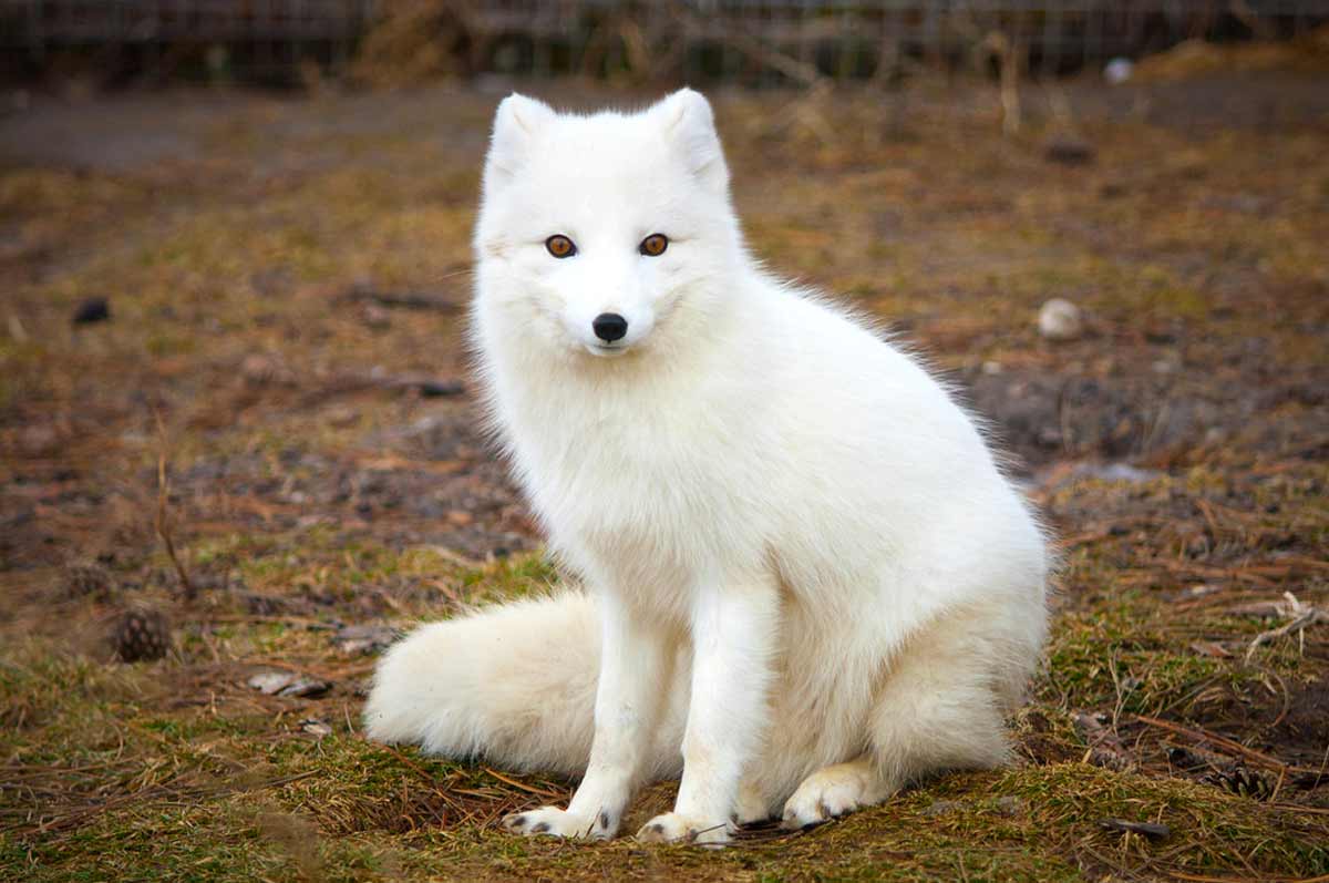 45 Arctic Fox Fun, Cool, Amazing Interesting Facts