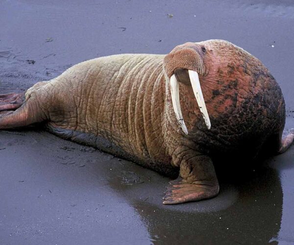47 Laptev Walrus Profile Facts: Habitat, Traits, Diet, Threats