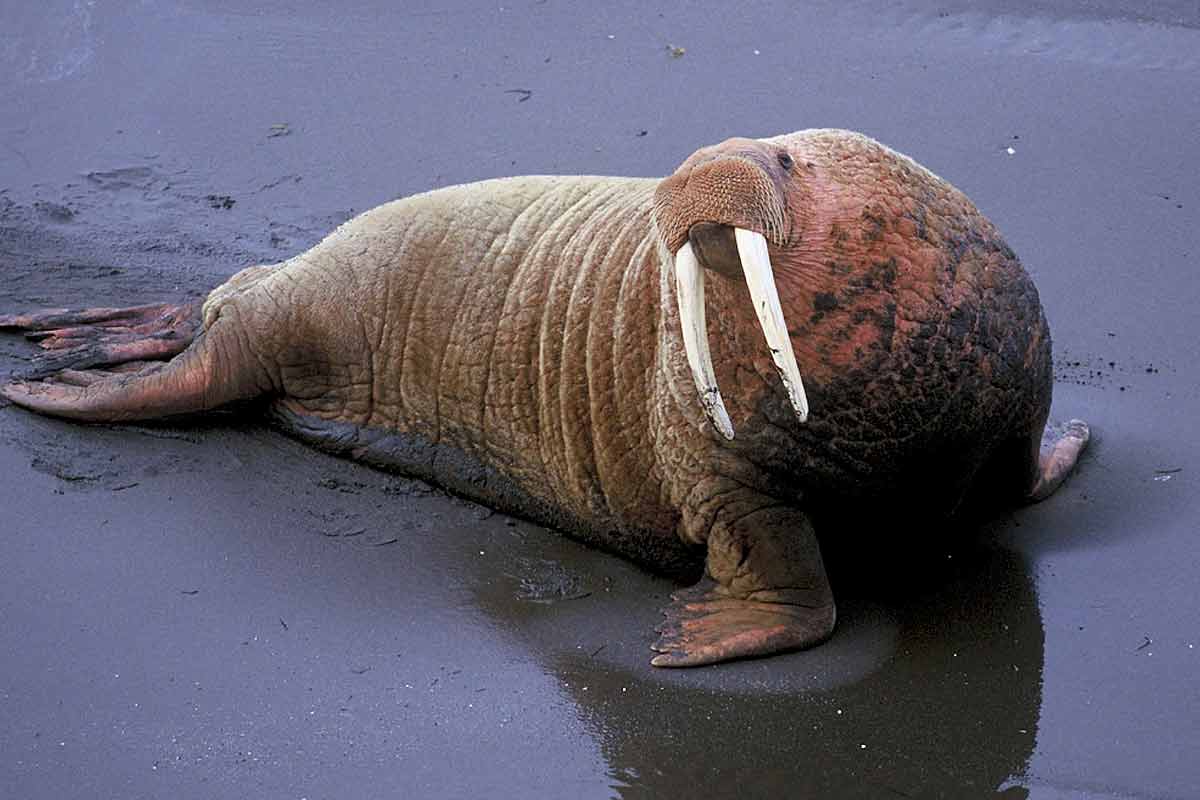 47 Laptev Walrus Profile Facts: Habitat, Traits, Diet, Threats