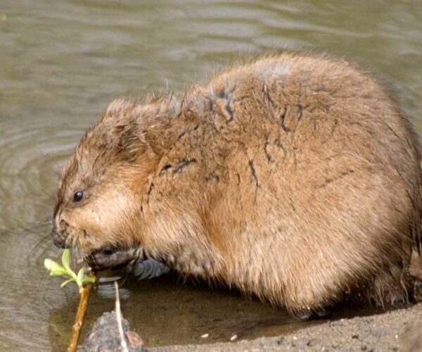 36 Ondatra zibethicus, Muskrat Profile Interesting Facts