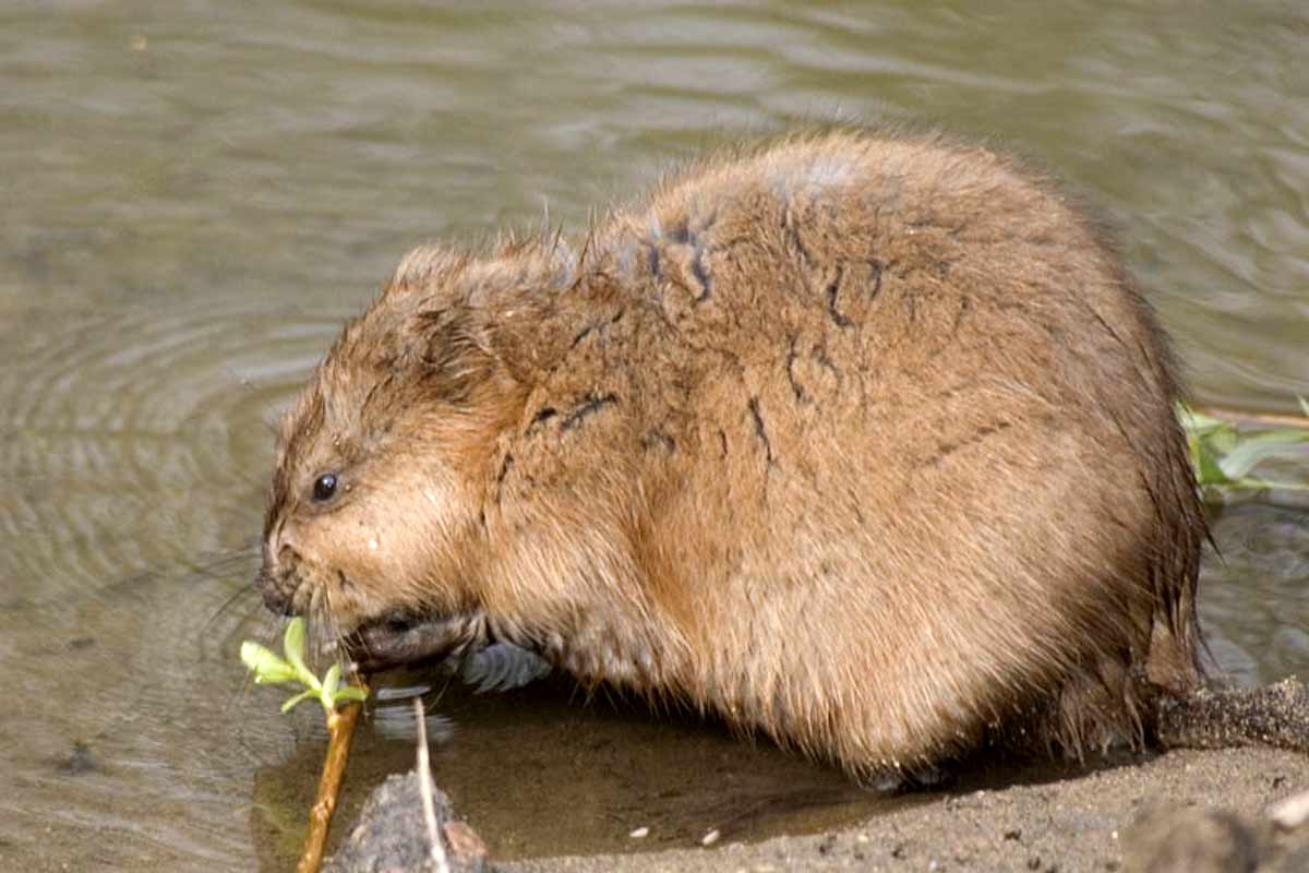 36 Ondatra zibethicus, Muskrat Profile Interesting Facts