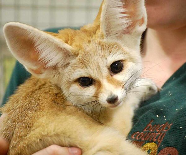 50 Fennec Fox Profile Facts: Baby, Pet, Traits, Size, Range