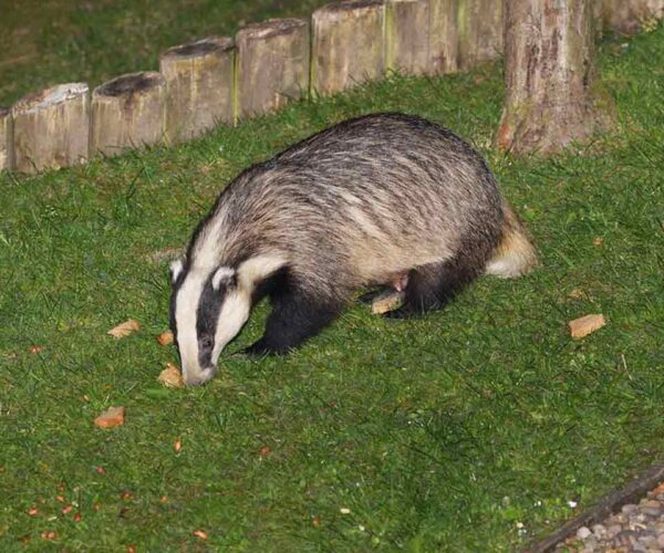 Eurasian Badger: 110 European Badger Profile Fun Facts