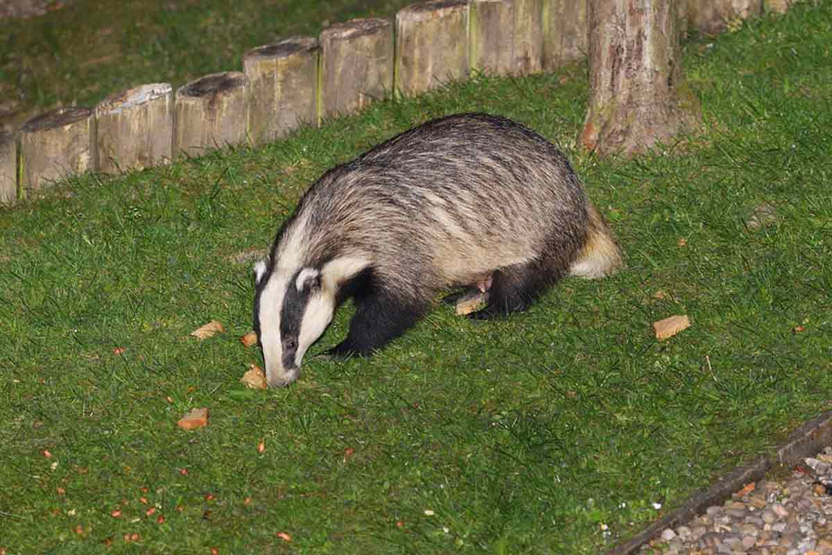 Eurasian Badger: 110 European Badger Profile Fun Facts