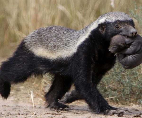42 Honey Badger Profile Facts: Animal, Traits, Attack, Range