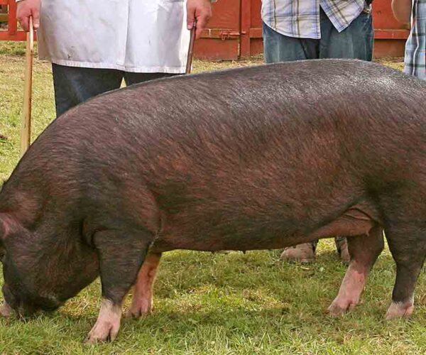 Berkshire Pig Profile: Facts, Range, Traits, Ears, Breeds, Meat