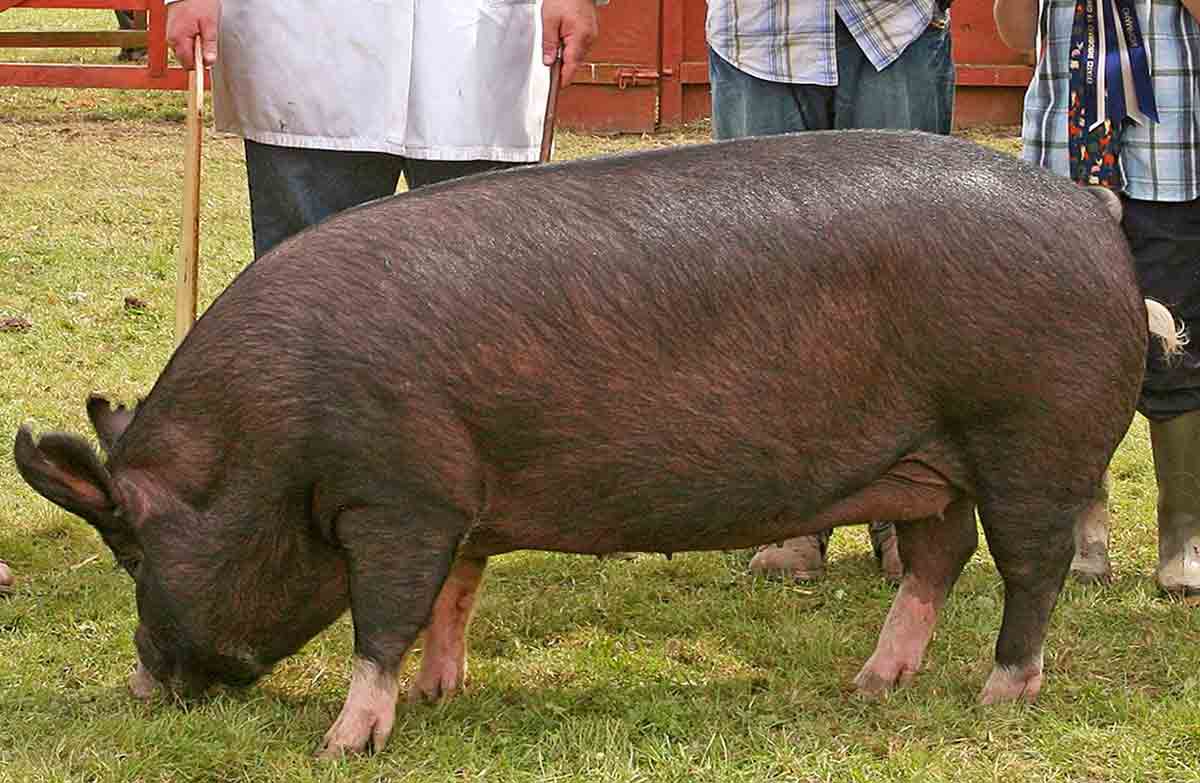 Berkshire Pig Profile: Facts, Range, Traits, Ears, Breeds, Meat