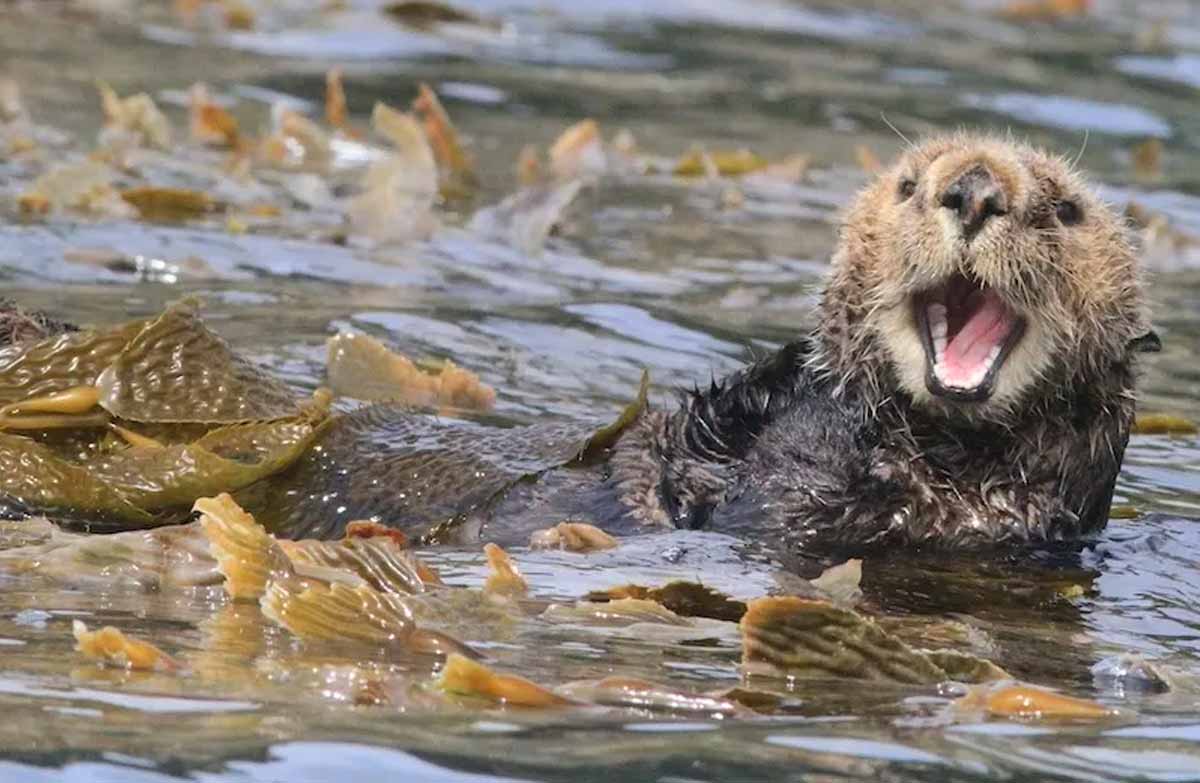 Marine Otter Facts: Profile, Traits, Size, Range, Habitat, Diet