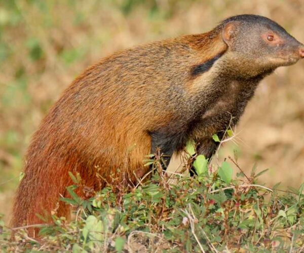 Collared Mongoose Facts: Profile, Traits, Behavior, Range