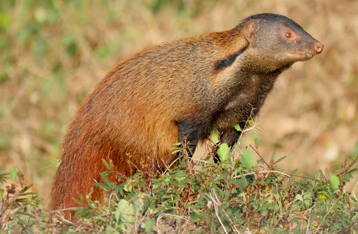 Collared Mongoose Facts: Profile, Traits, Behavior, Range