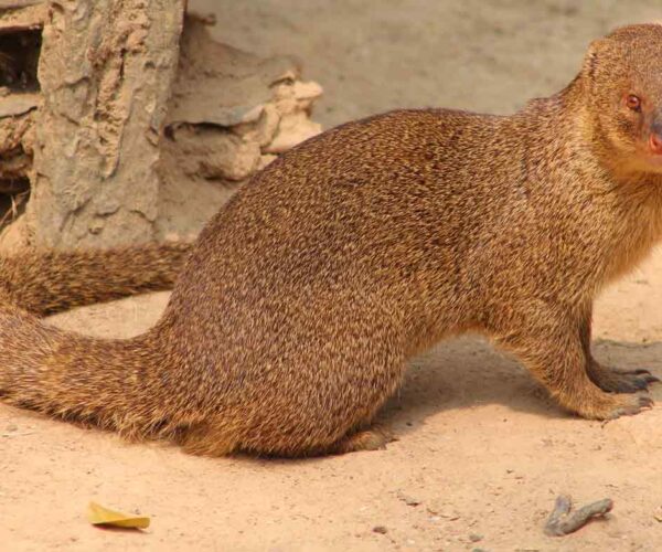 Indian Mongoose Facts: Profile, Animal, Habitat, Traits, Diet