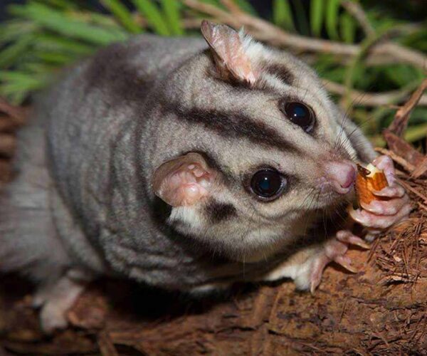 Mahogany Glider Facts: Profile, Traits, Flying, Baby, Cute