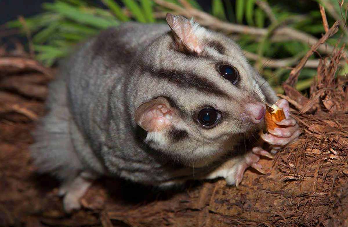 Mahogany Glider Facts: Profile, Traits, Flying, Baby, Cute