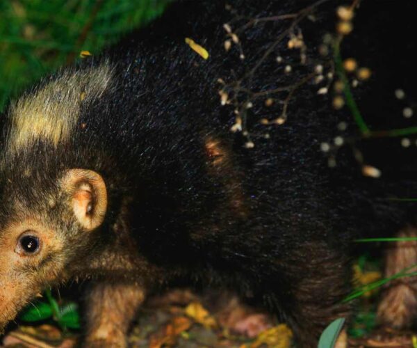 Palawan Stink Badger Facts: Profile, Traits, Range, Size, Diet