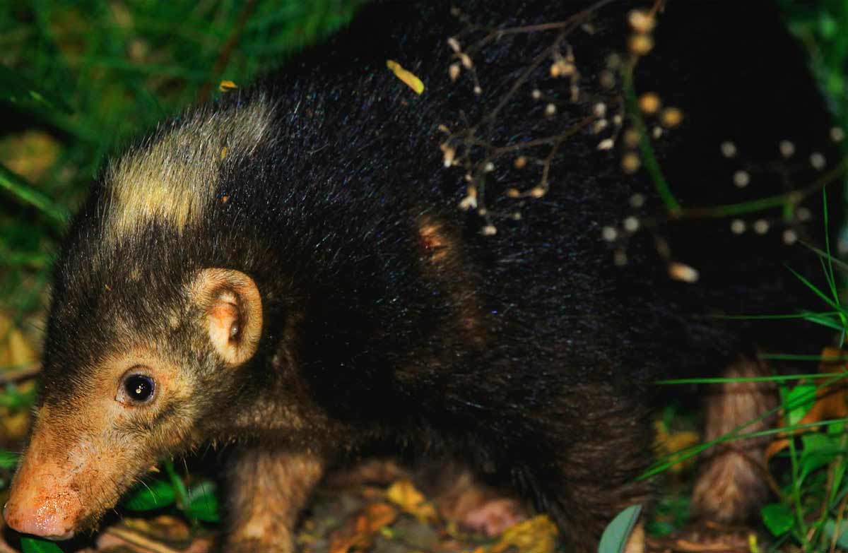 Palawan Stink Badger Facts: Profile, Traits, Range, Size, Diet