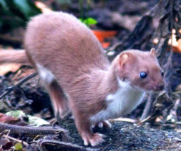 Patagonian Weasel Facts: Profile, Traits, Mating, Range, Diet