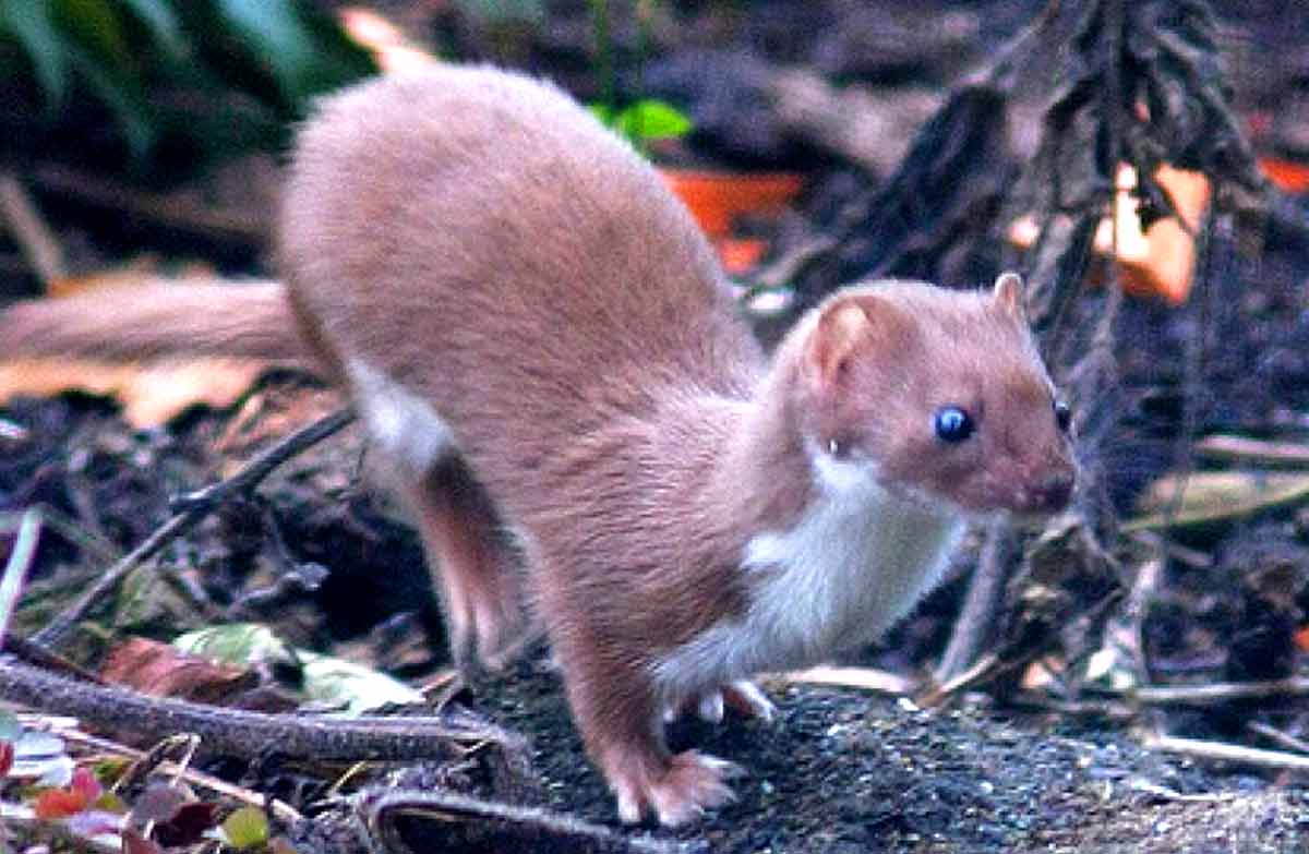 Patagonian Weasel Facts: Profile, Traits, Mating, Range, Diet