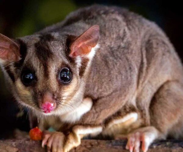 Squirrel Glider Profile: Traits, Facts, Tail, Cute, Baby, Flying