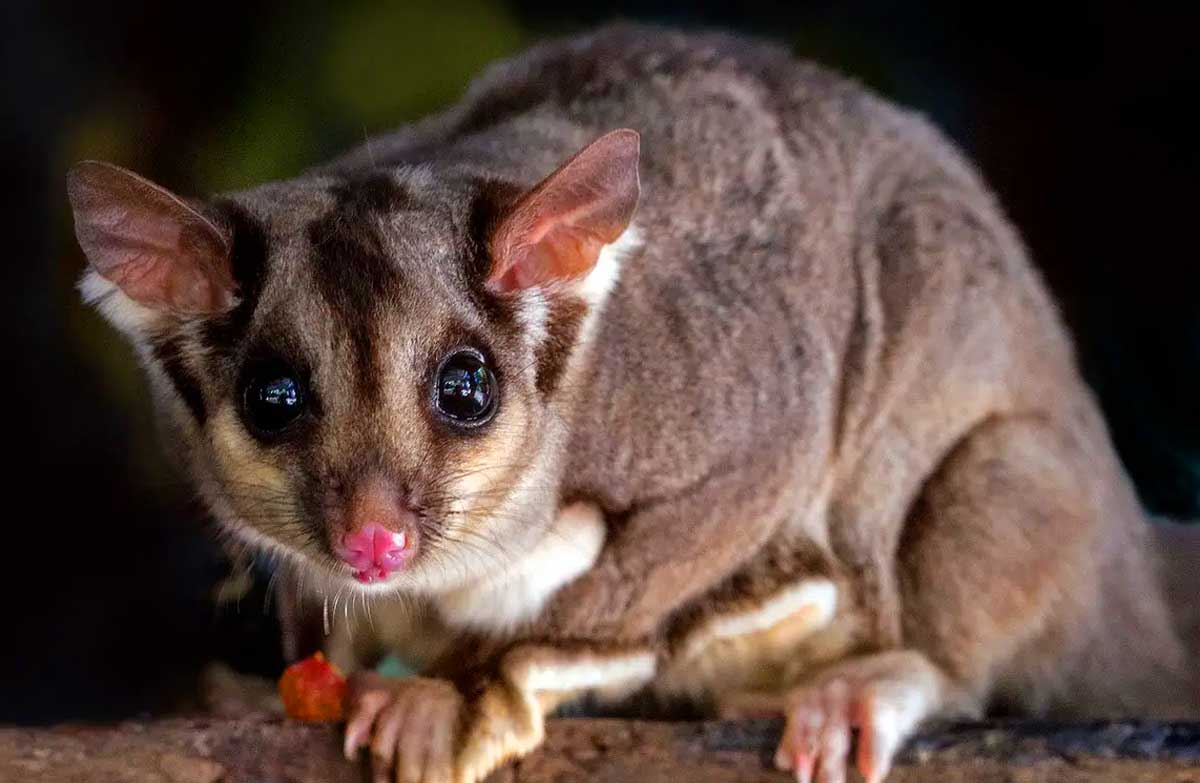 Squirrel Glider Profile: Traits, Facts, Tail, Cute, Baby, Flying