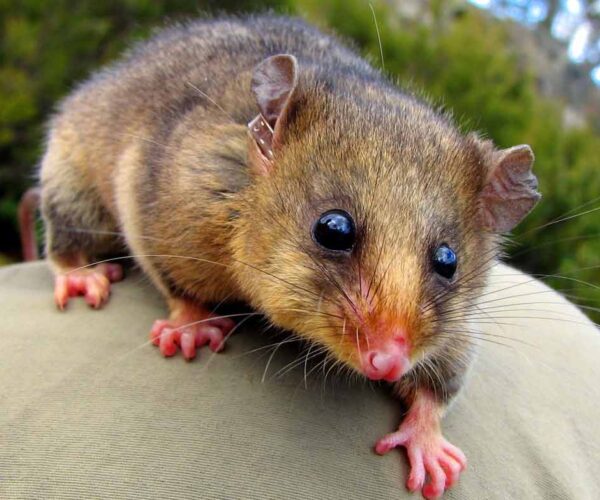 Tasmanian Pygmy Possum Profile: Traits, Facts, Habitat, Diet