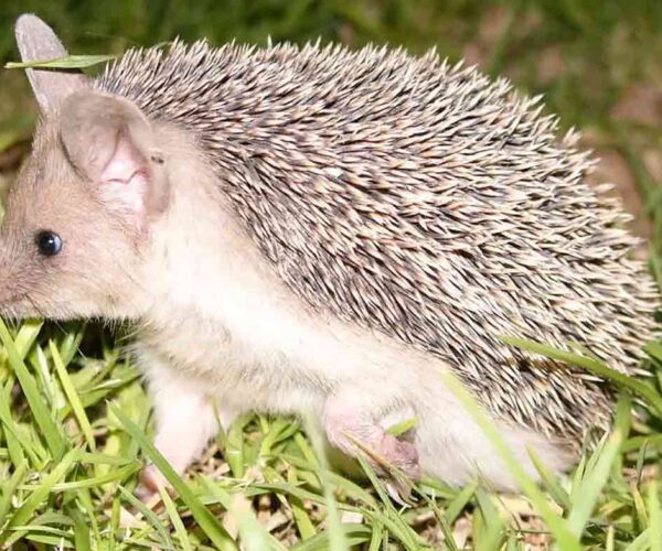 Indian long-Eared Hedgehog: Profile, Traits, Facts, Size
