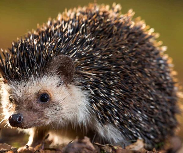 Somali Hedgehog Profile: Traits, Facts, Habitat, Diet, Ecology