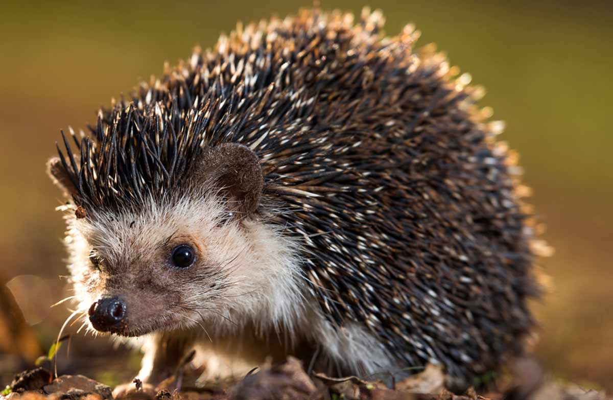 Somali Hedgehog Profile: Traits, Facts, Habitat, Diet, Ecology