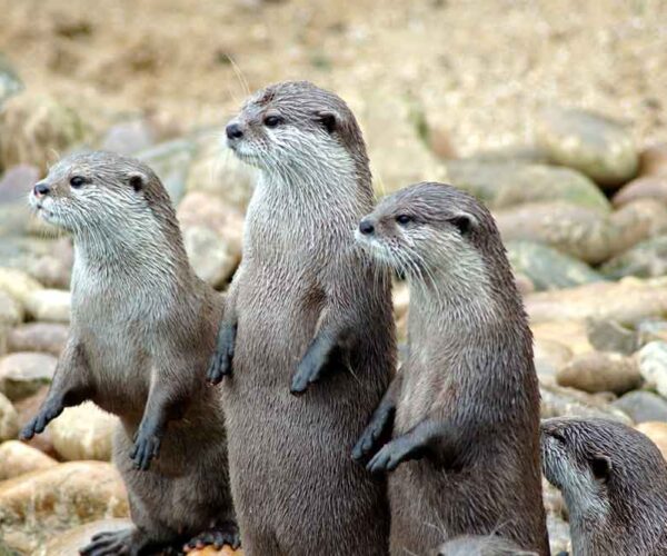 African Clawless Otter Profile: Traits, Facts, Baby, Range, Pet