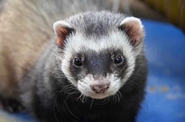 weasel