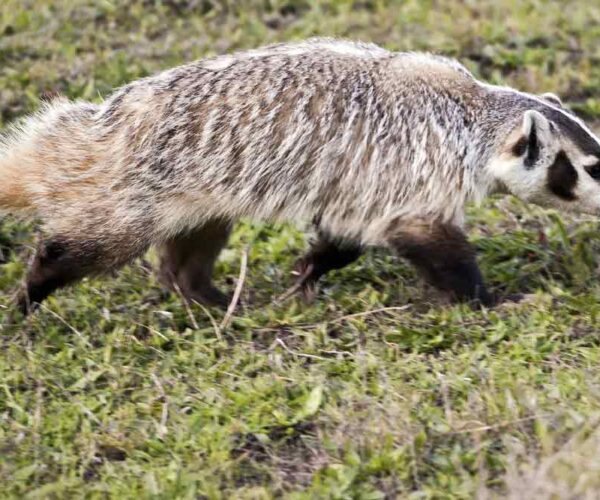 38 American Badger Profile Facts: Traits, Skull, Habitat, Angry