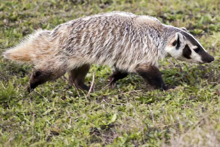 38 American Badger Profile Facts Traits, Skull, Habitat, Angry