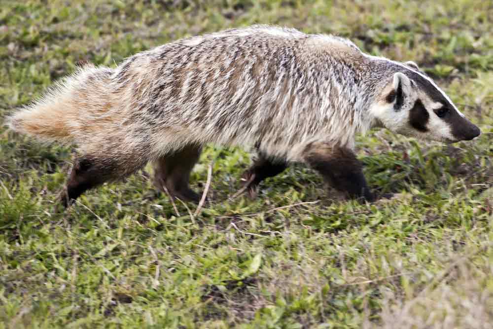 38 American Badger Profile Facts: Traits, Skull, Habitat, Angry