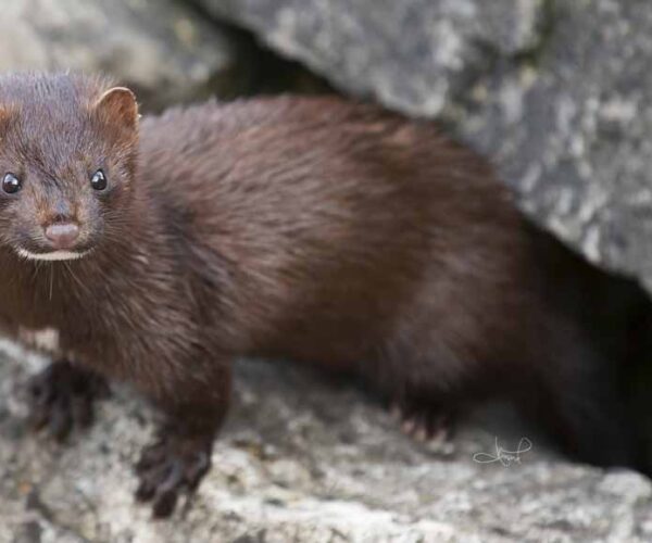 51 American Mink Profile Facts: Traits, Size, Baby & More