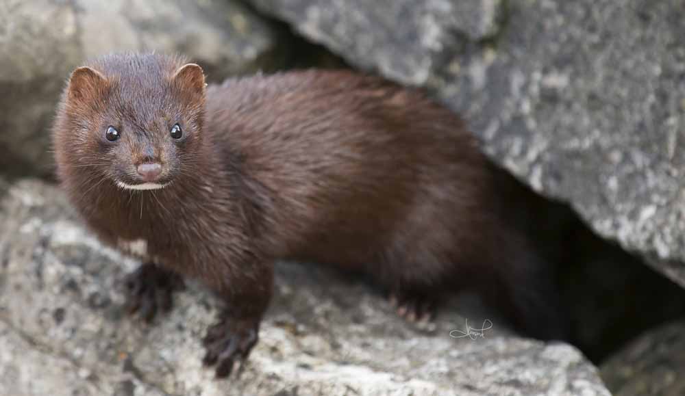 American Mink – Profile | Traits | Facts | Skull | Size | Baby | Tracks