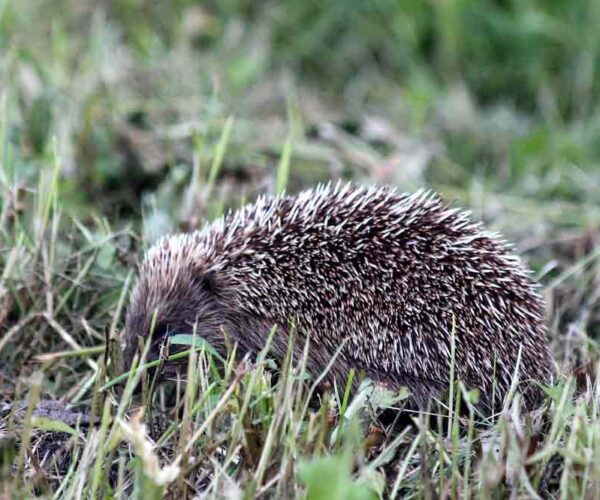 Amur Hedgehog: Profile, Facts, Traits, Size, Range, Care