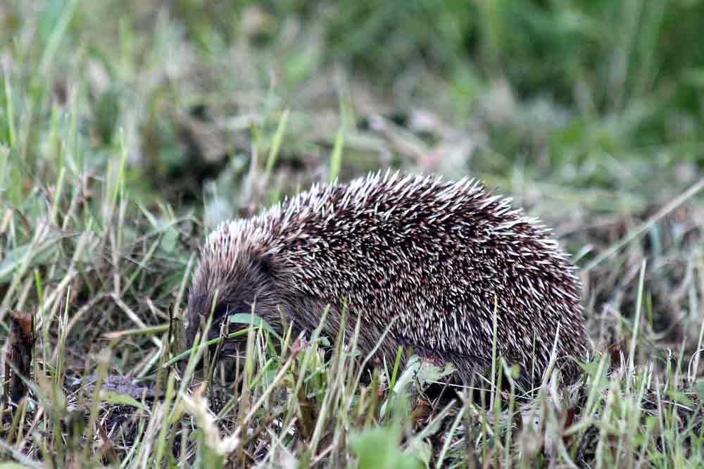 Amur Hedgehog: Profile, Facts, Traits, Size, Range, Care