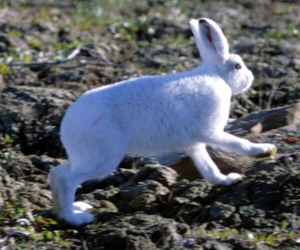 56 Arctic Hare Profile Facts: Traits, Babies, Reproduction, Size