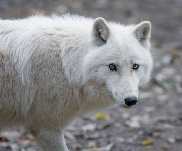 Arctic Wolf – Profile | Traits | Facts | Weight | Skin | Baby | Eyes