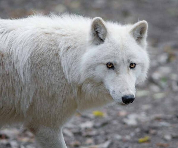 44 Arctic Wolf Profile Facts: Traits, Weight, Skin, Baby, Eyes