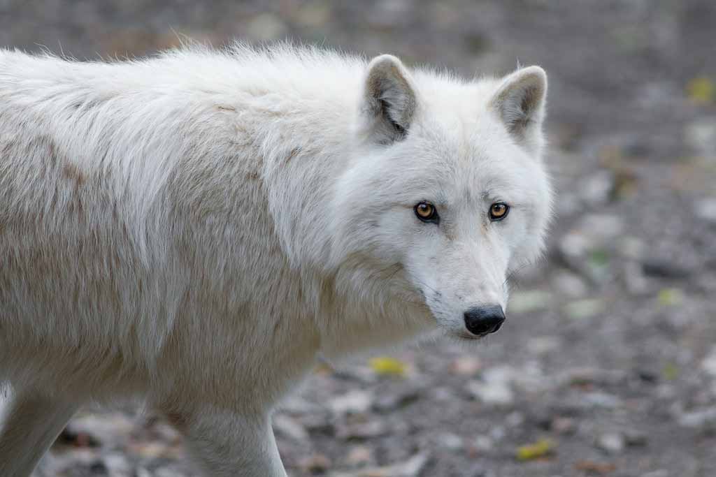 Arctic Wolf With Blue Eyes