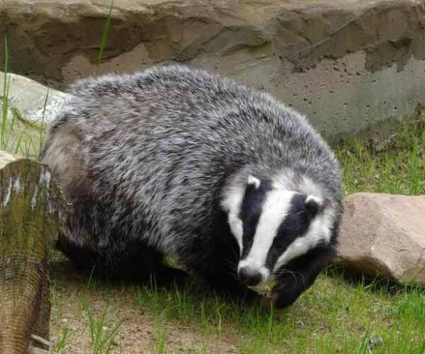 Asian Badger Facts: Profile, Traits, Behavior, Diet, Range