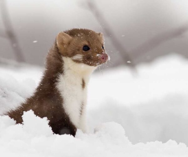 Beech Marten – Profile | Traits | Facts | Size | Track | Baby