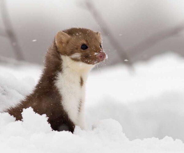 Beech Marten Facts: Profile, Traits, Diet, Size, Track, Baby