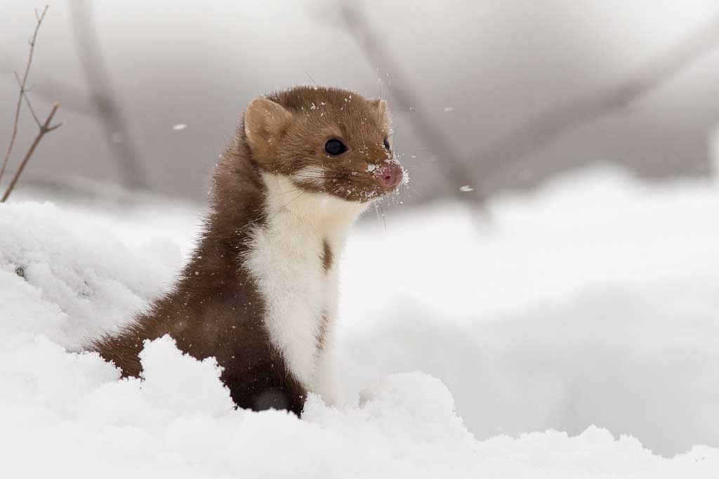 Beech Marten Facts: Profile, Traits, Diet, Size, Track, Baby