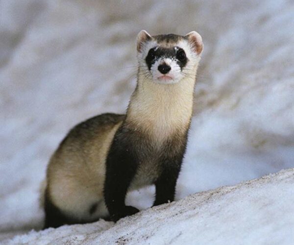 Bornean Ferret-Badger Facts: Profile, Traits, Description, Diet