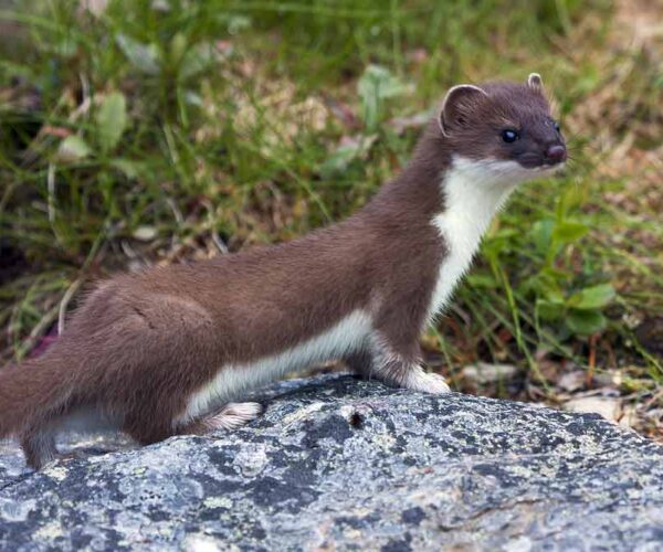 Colombian Weasel Profile: Traits, Facts, Description, Feeding