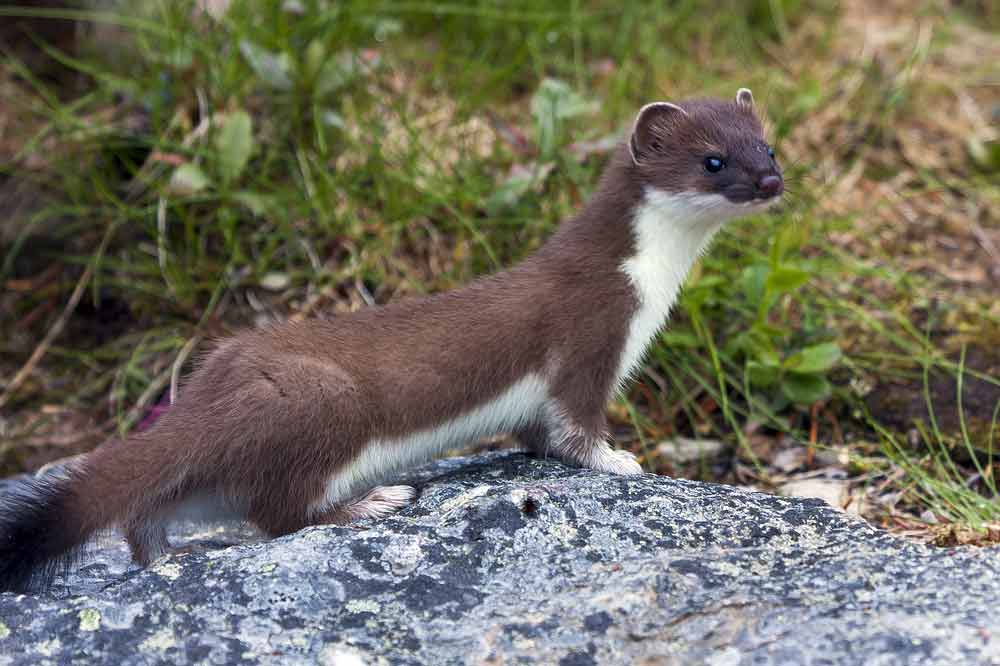 Colombian Weasel Profile: Traits, Facts, Description, Feeding