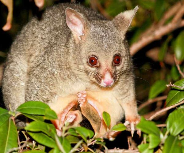 Common Brushtail Possum: Profile, Traits, Facts, Pouch, Diet