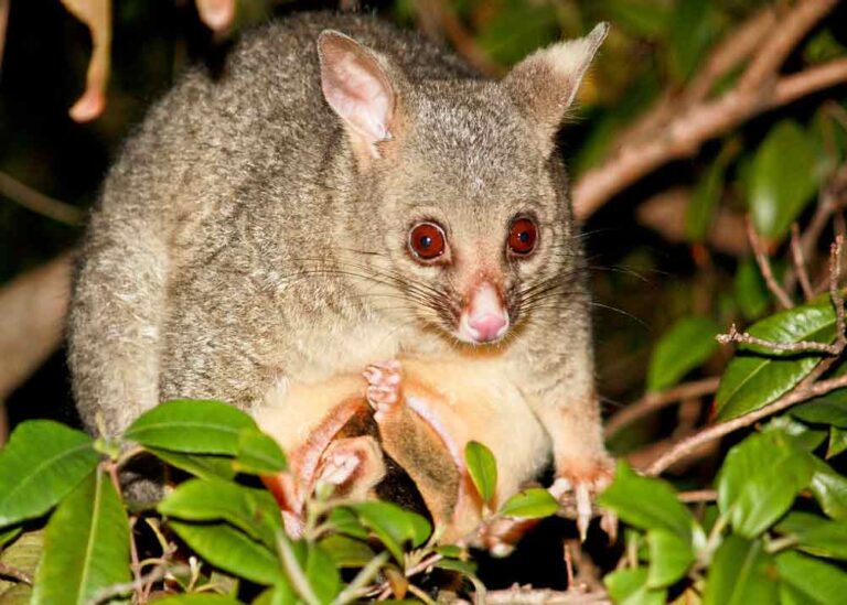 Common Brushtail Possum Profile, Traits, Facts, Pouch, Diet Mammal Age