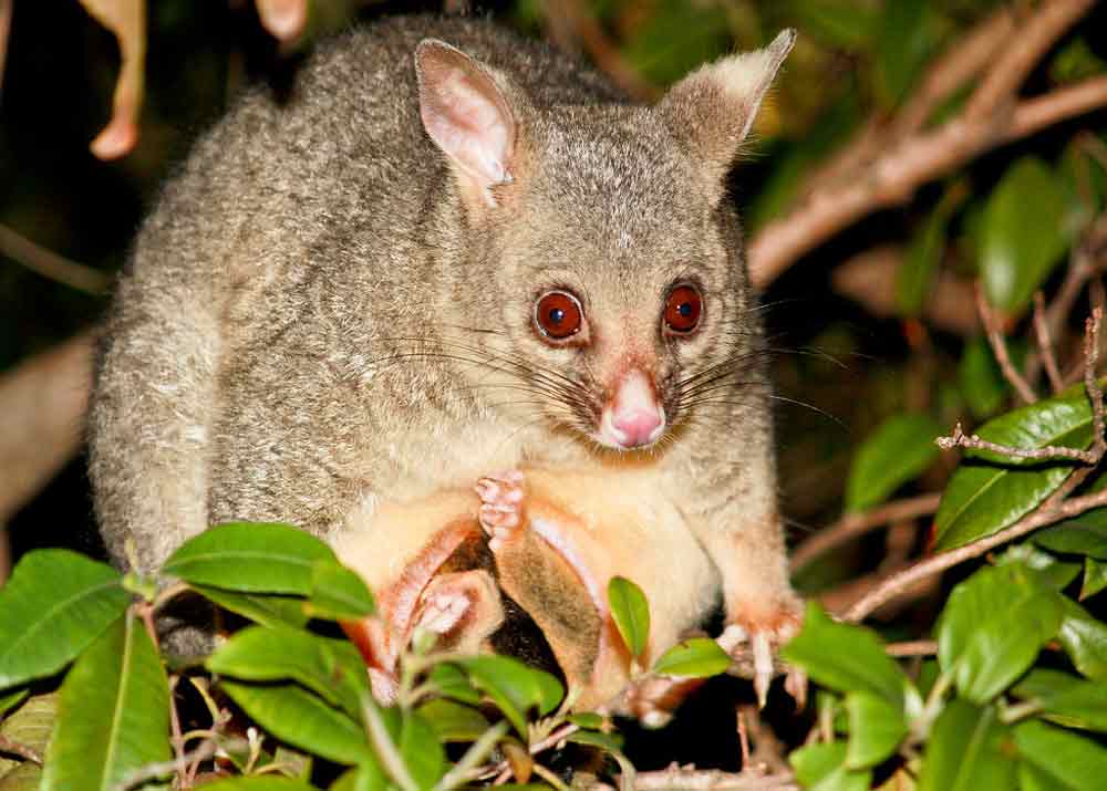 Common Brushtail Possum: Profile, Traits, Facts, Pouch, Diet